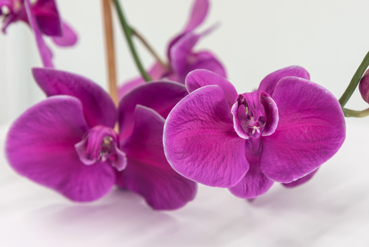Tony Matelli, Arrangement (15), 2021
