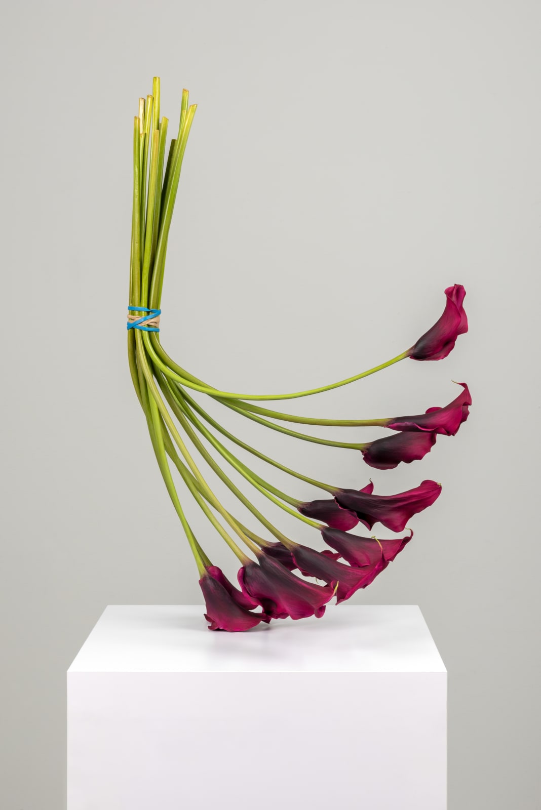 Tony Matelli, Arrangement-TM626, 2024