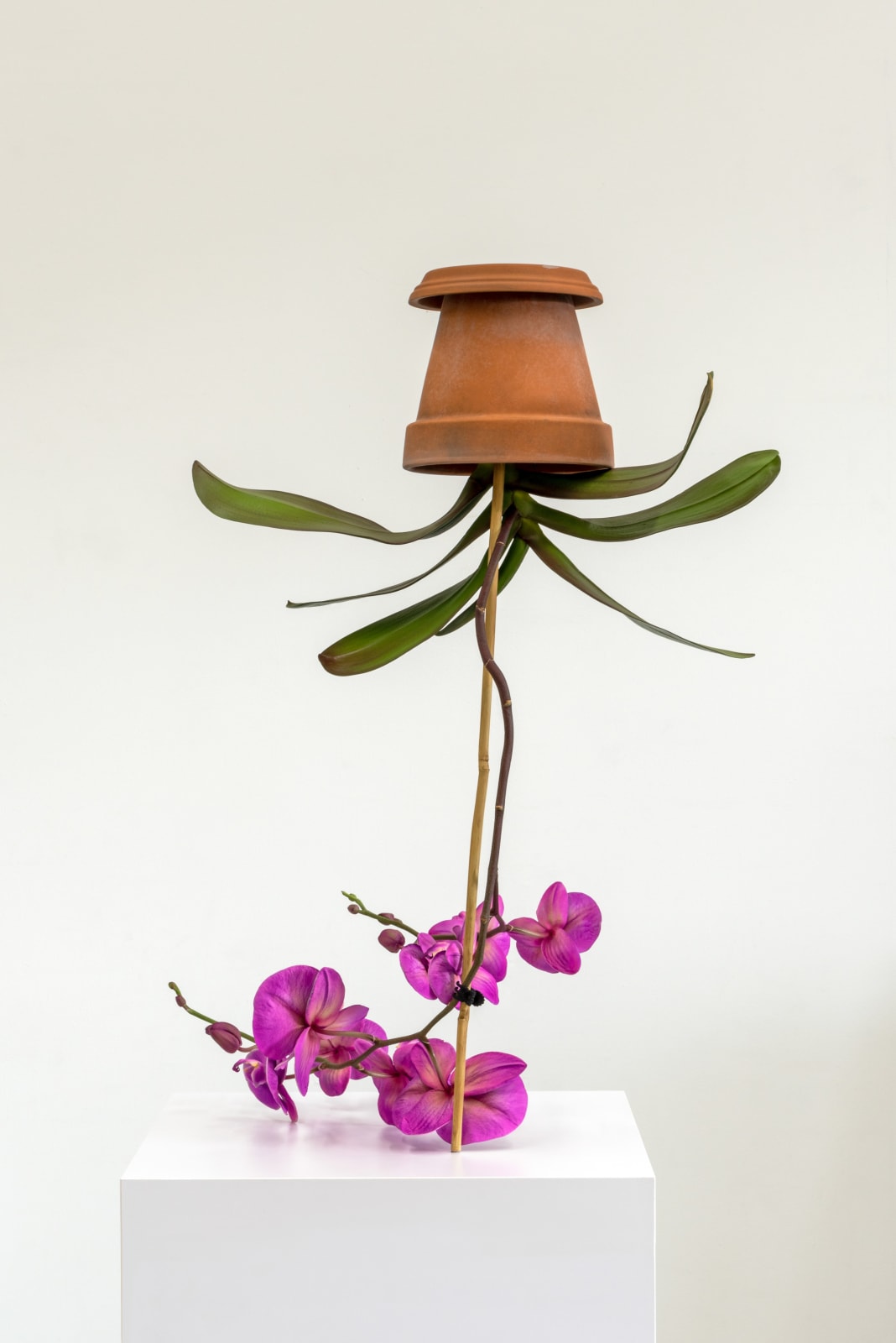 Tony Matelli, Arrangement_593 , 2023
