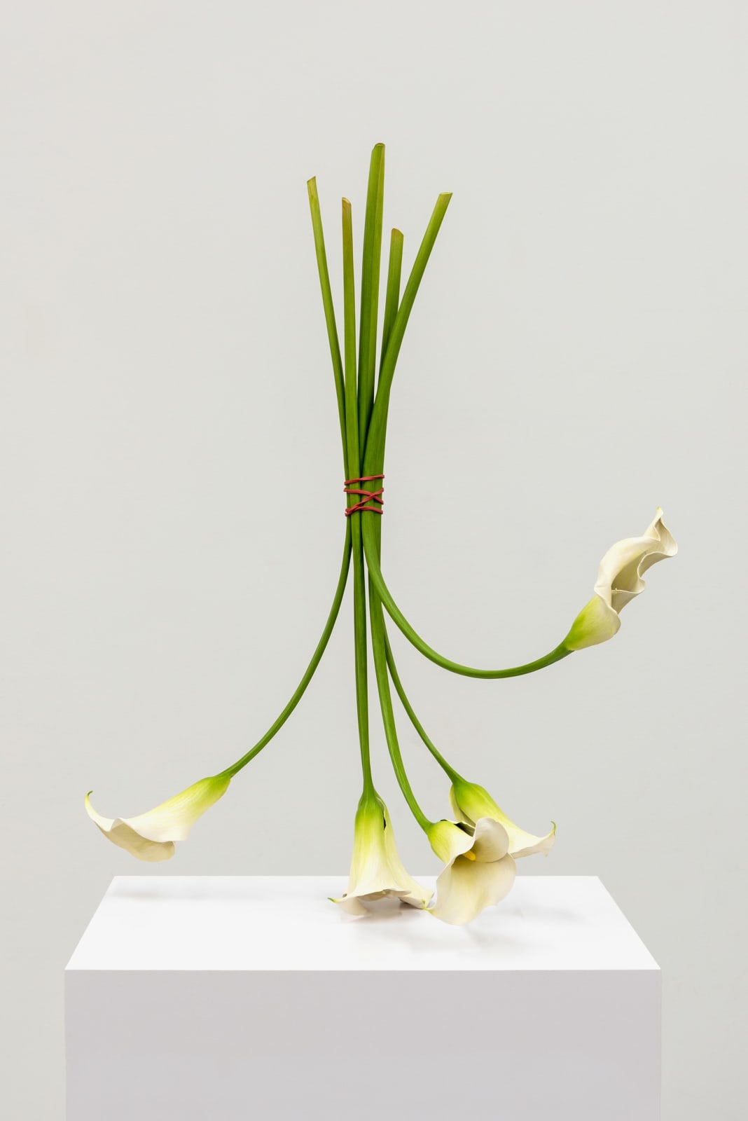 Tony Matelli, Arrangement_594, 2023