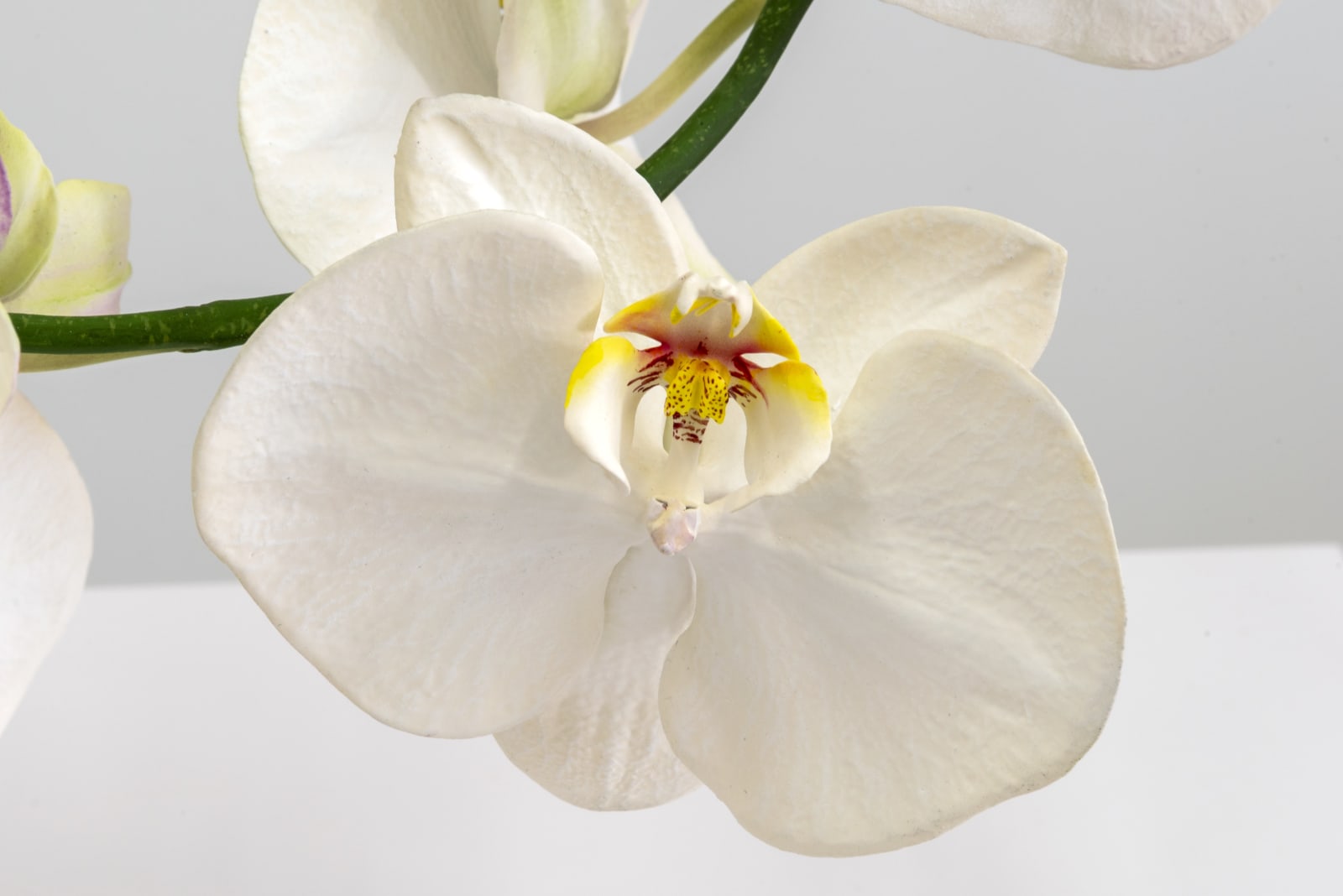 Tony Matelli, Arrangement (16), 2021