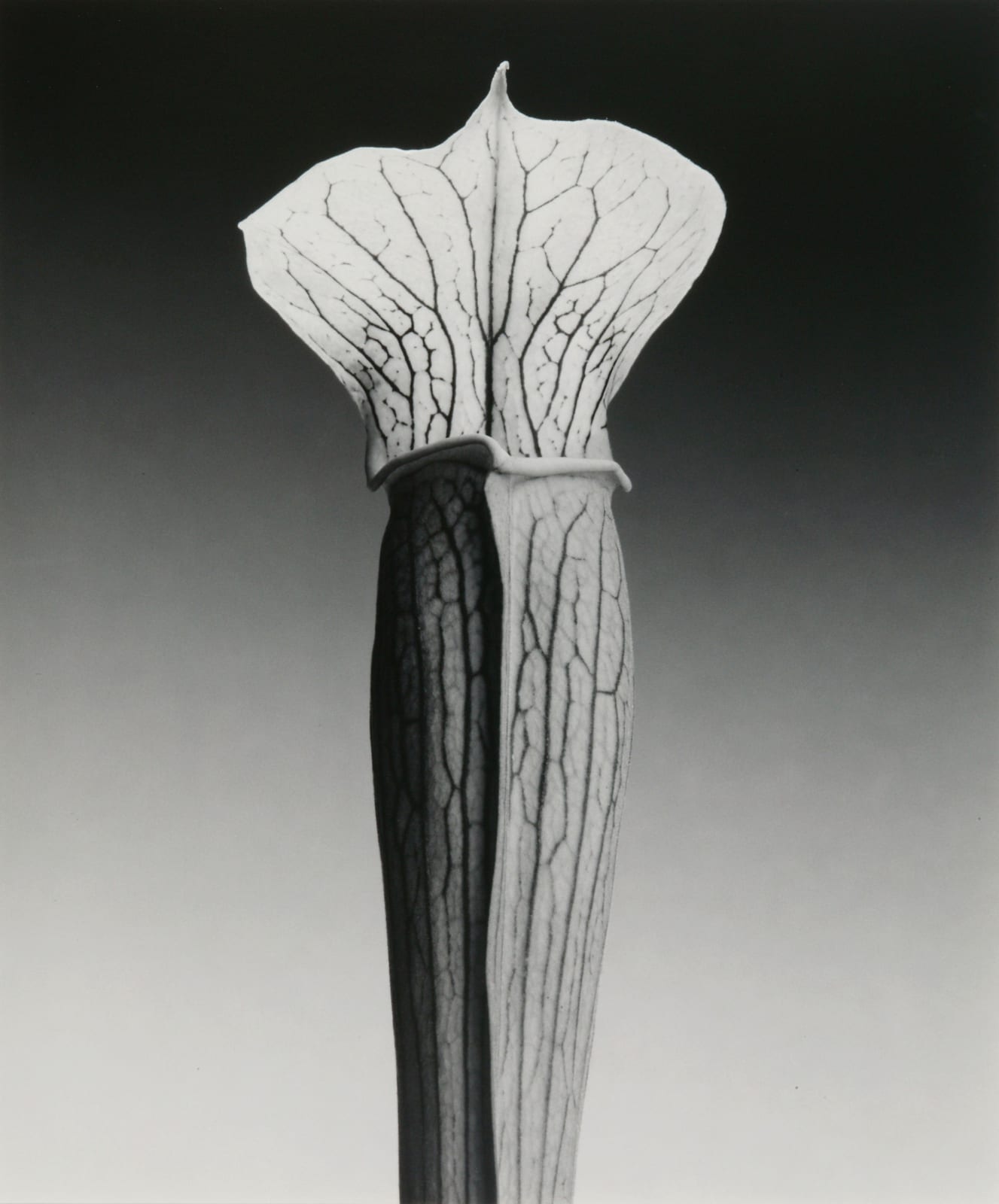 RM 1988 Jack-in-the-pulpit