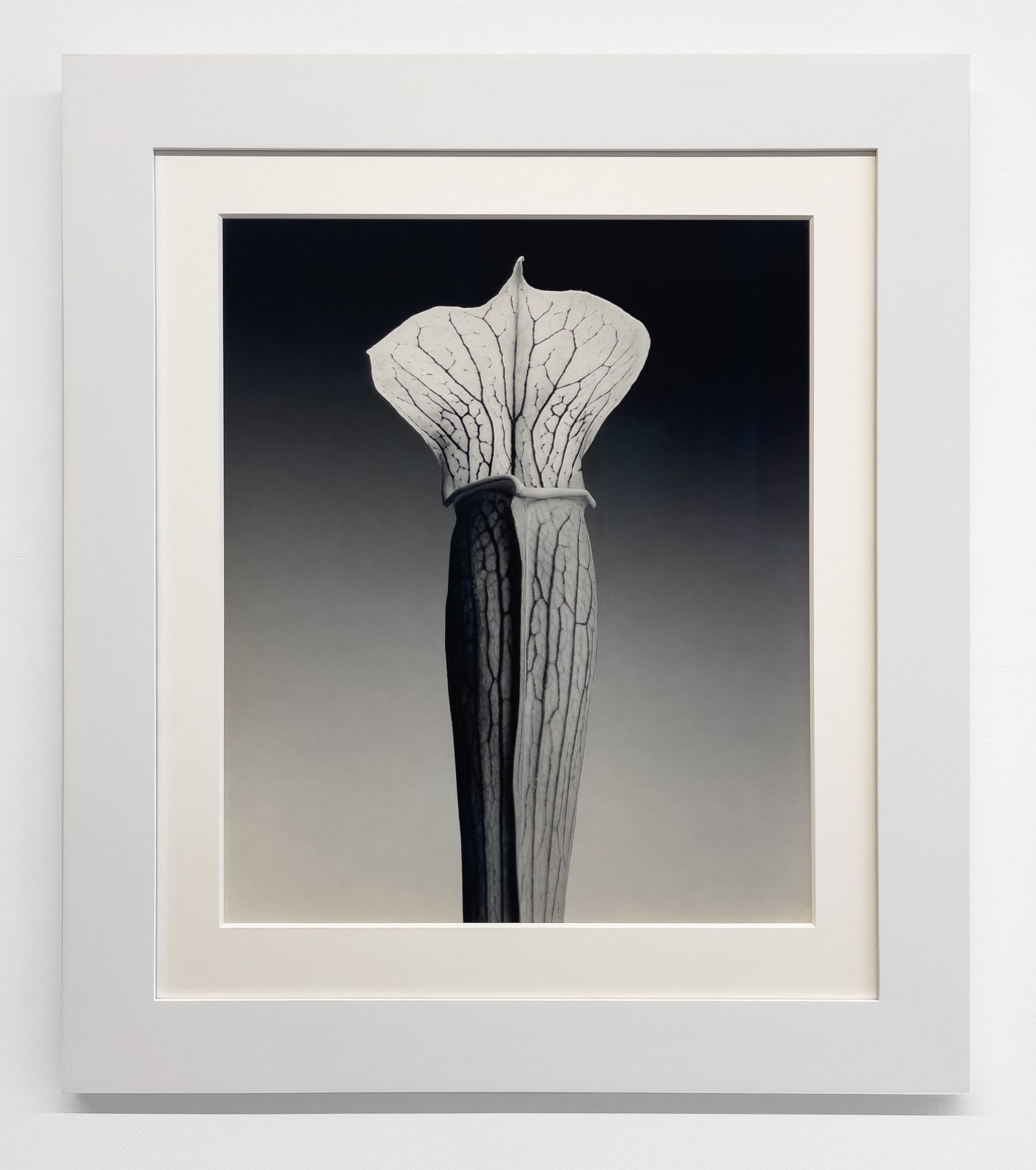 Robert Mapplethorpe, Jack-in-the-pulpit, 1988