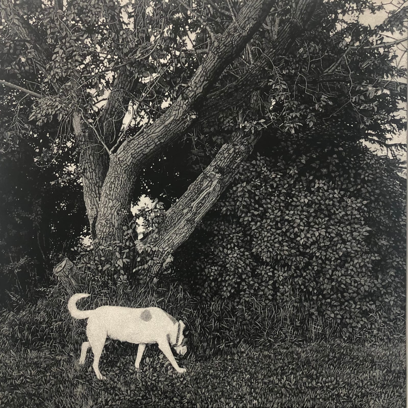 Allan Thomas, Coco, 2025