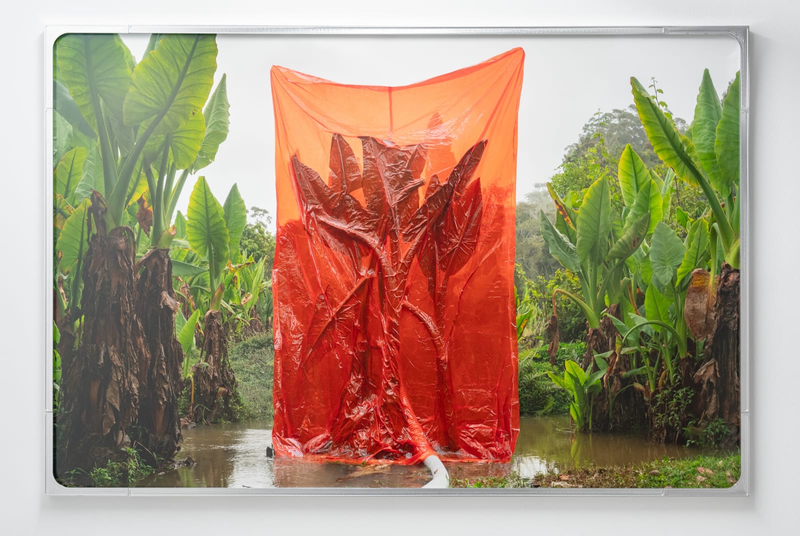 Julius von Bismarck, We Were All Naked (Red Elephant Ear), 2023