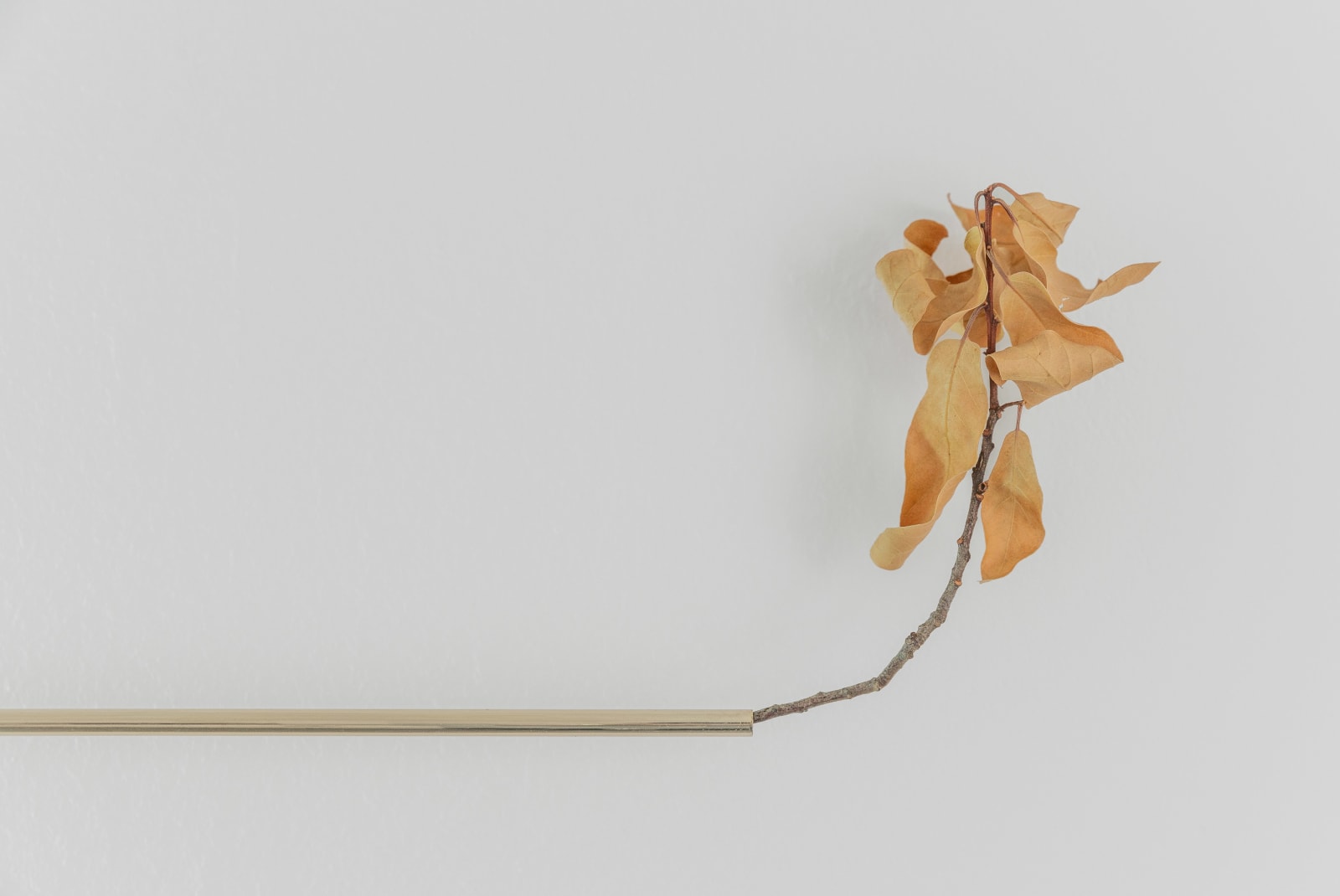 Gabriel Rico, V from the series -The taste of superlative and the admirable holiness-, 2019