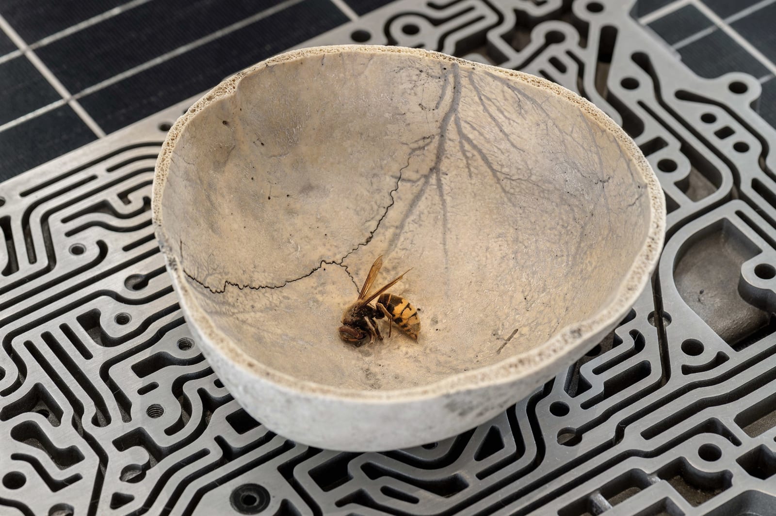 Nicolás Lamas, Nest, 2023