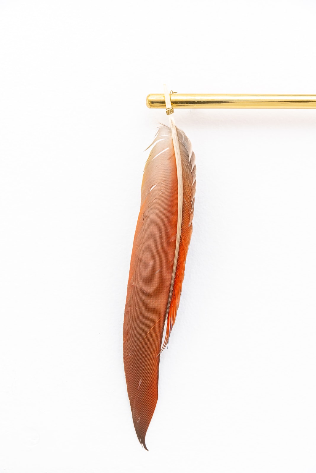 Gabriel Rico, Fauna VI, 2019