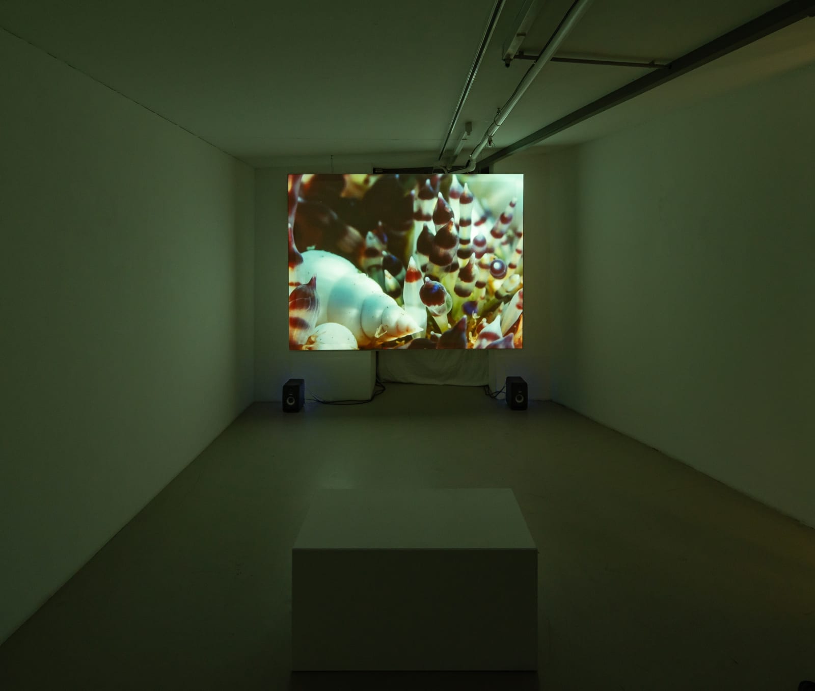 Anne Duk Hee Jordan, Ziggy and the Starfish, 2016-2018