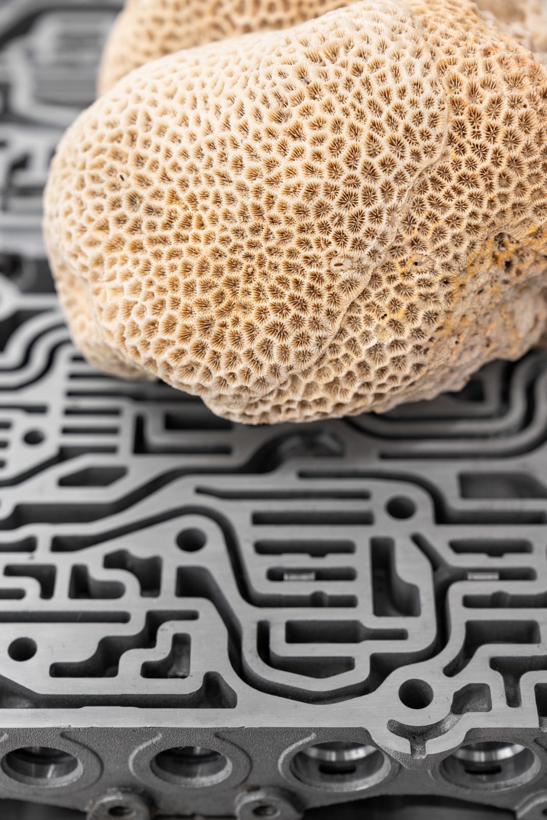 Nicolás Lamas, Neurocoral, 2022