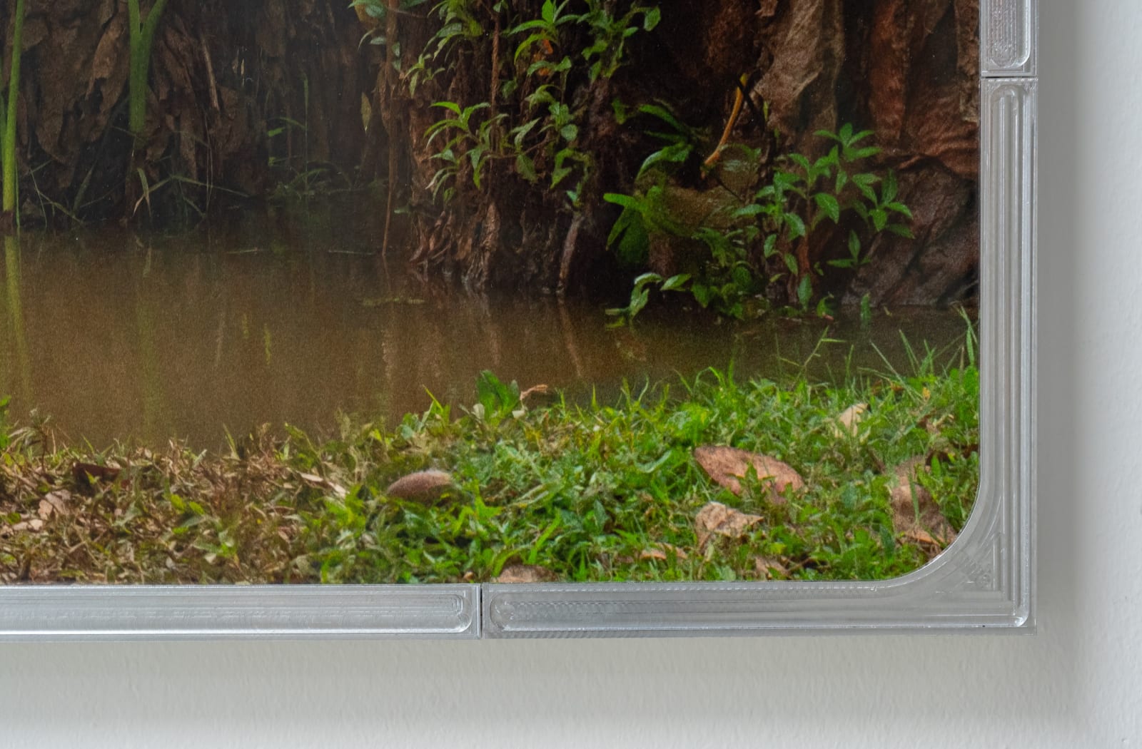 Julius von Bismarck, We Were All Naked (Red Elephant Ear), 2023