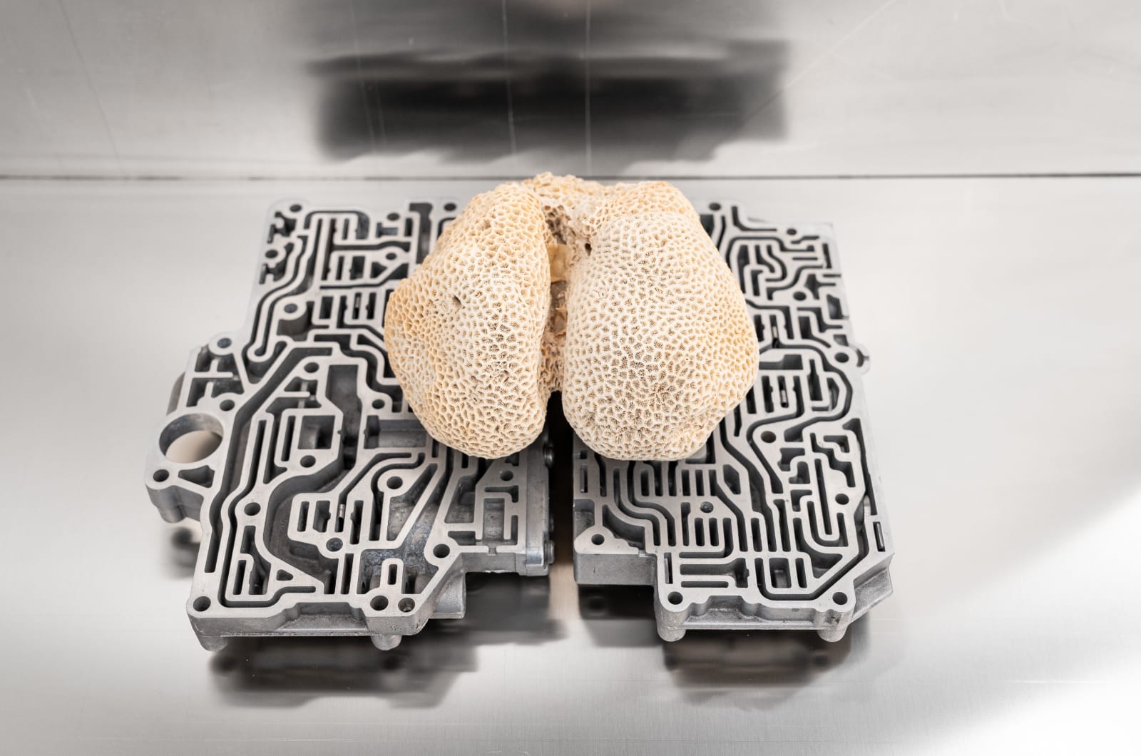 Nicolás Lamas, Neurocoral, 2022