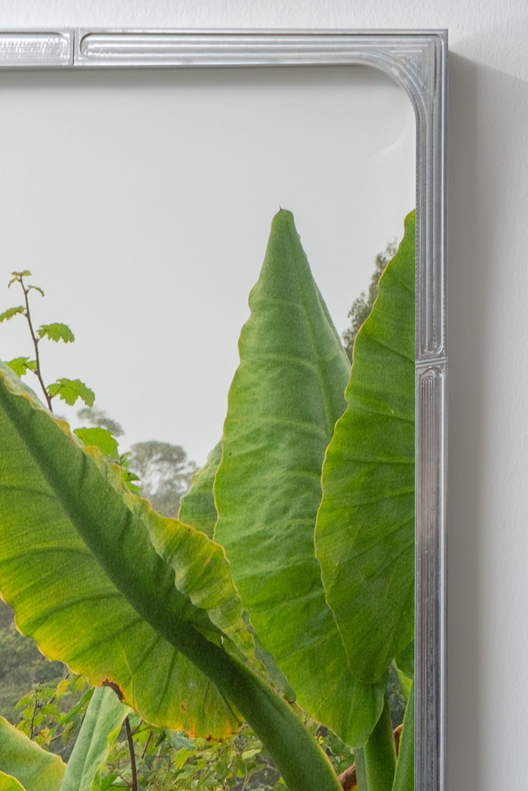 Julius von Bismarck, We Were All Naked (Red Elephant Ear), 2023