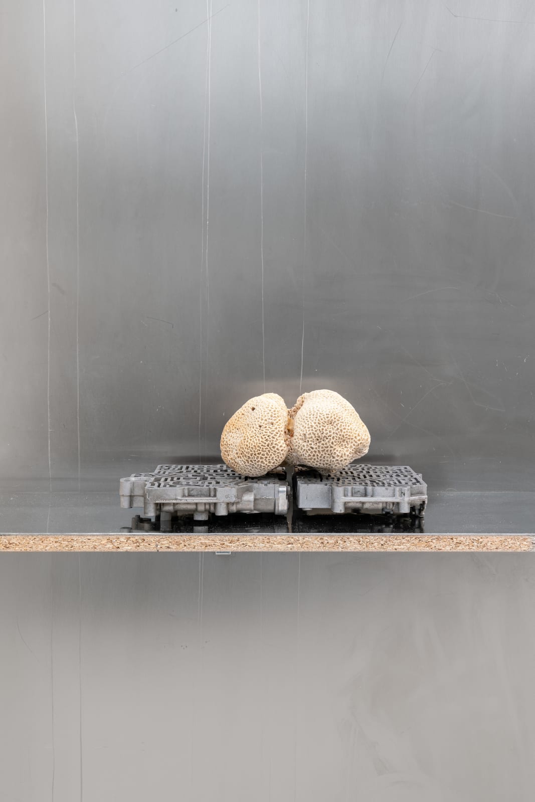 Nicolás Lamas, Neurocoral, 2022