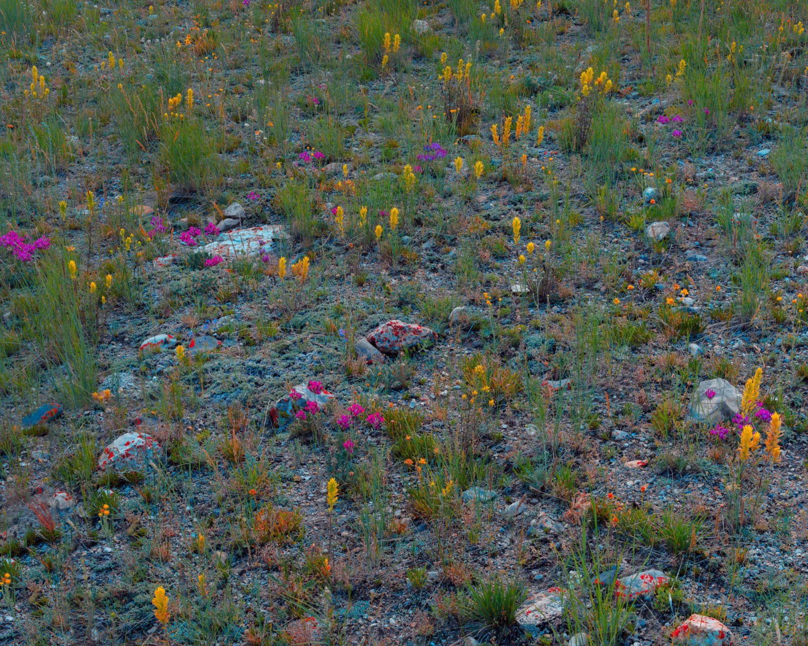 Christopher Rodriguez, Montana II, 2025