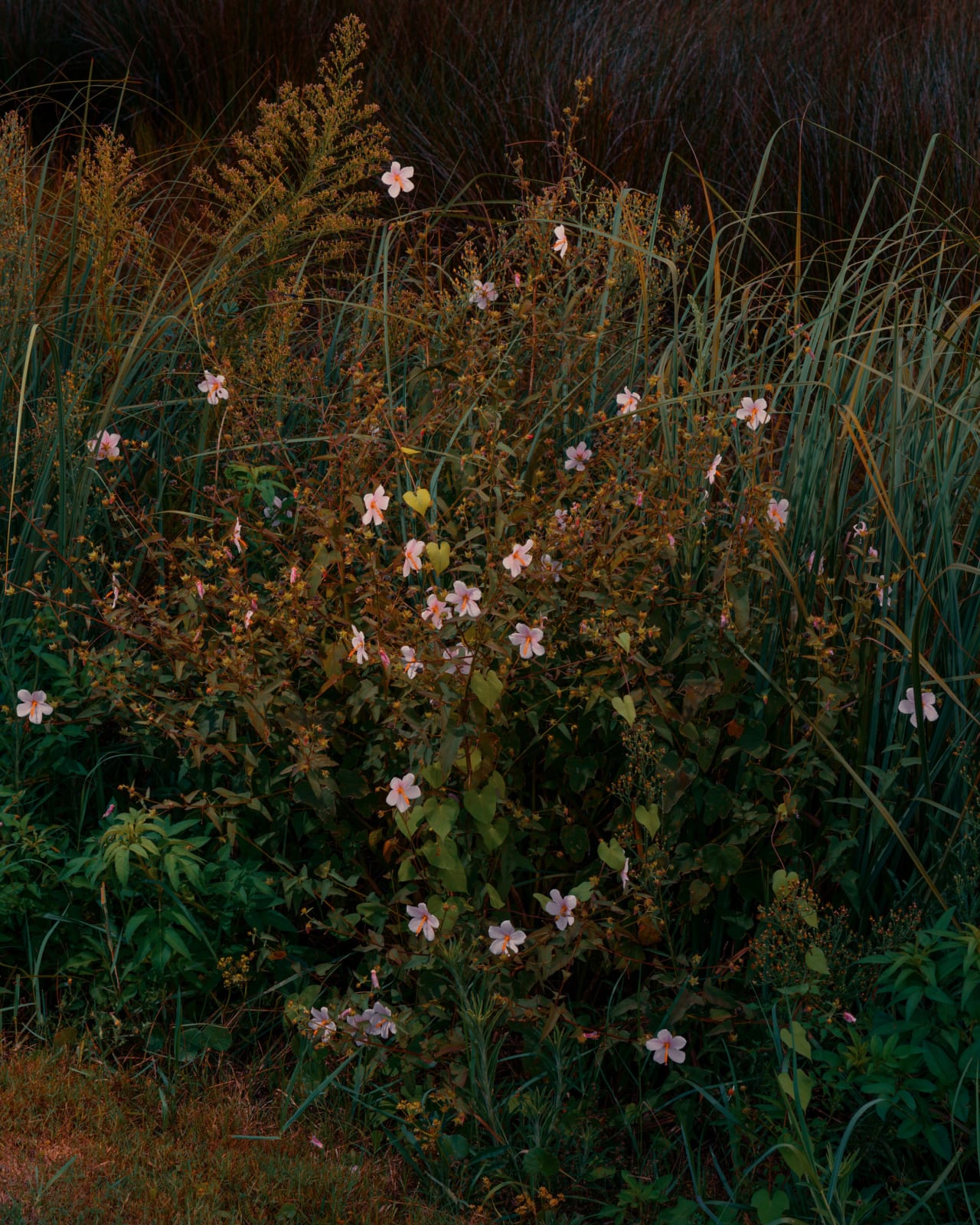 Christopher Rodriguez, Flowers Orange Beach, 2025