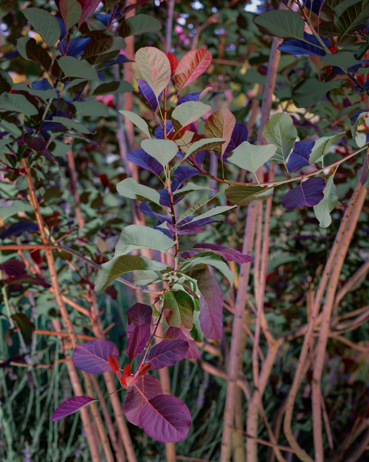 Christopher Rodriguez, Projection Flowers I, 2025