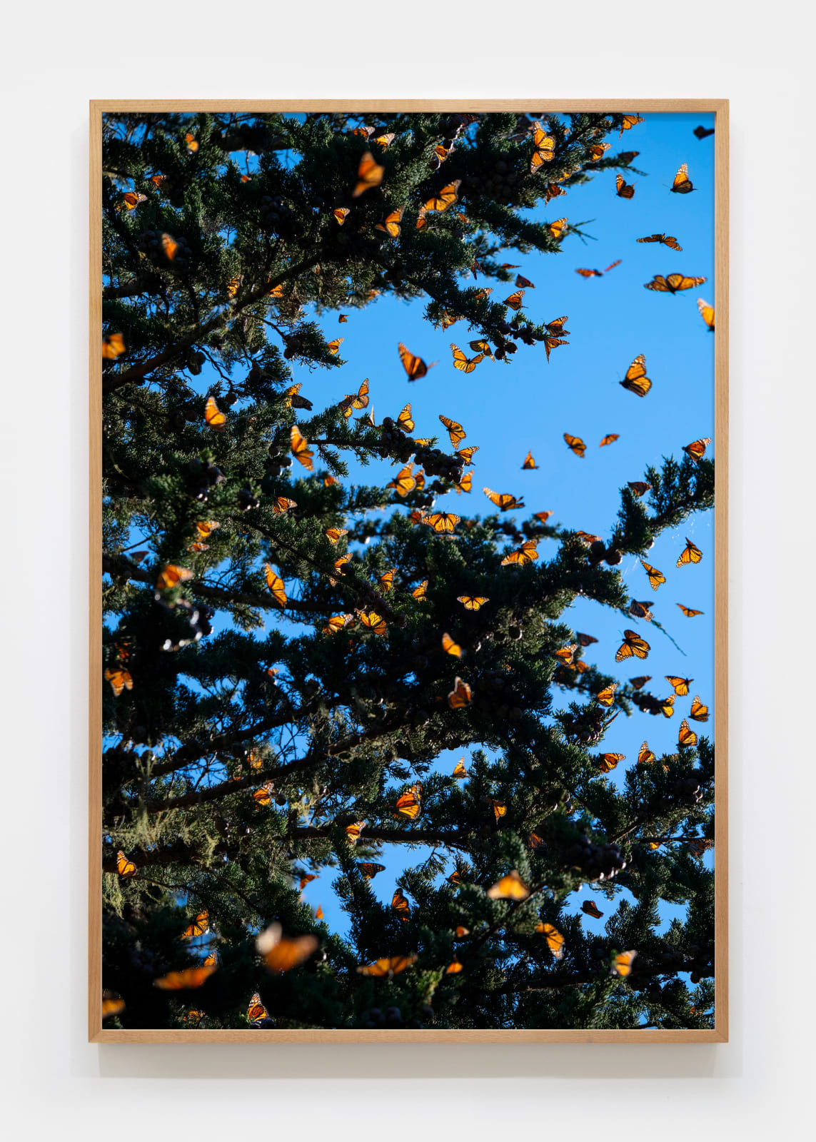Matthew Porter, Last Butterflies III, 2025