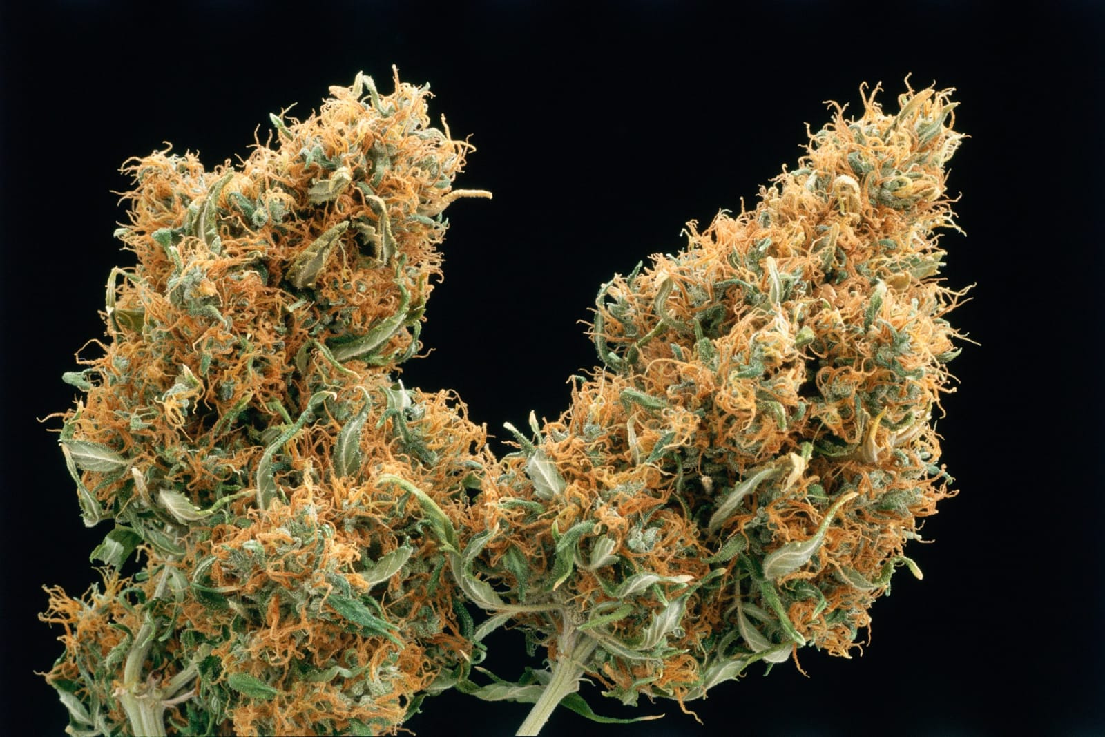 Mel Frank, California Red Head, Santa Monica, CA, 1996