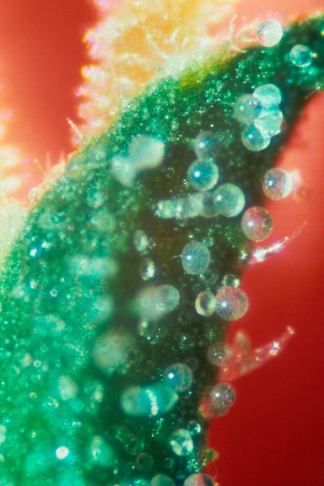 Mel Frank, Tip of Sinsemilla Flower, Photomicrograph X40, 1977