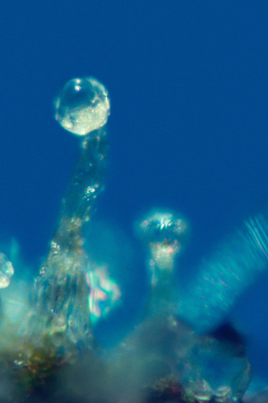 Mel Frank, Capitate-Stalked Resin Gland, Thai Stick, Photomicrograph X100, 1979