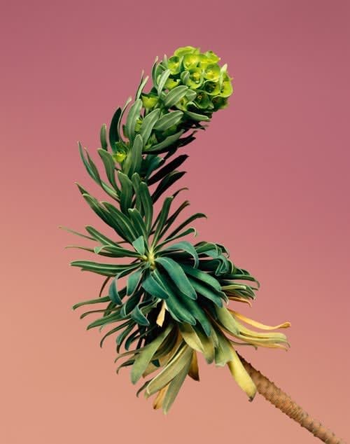 Erwan Frotin, Euphorbia characias, 2007