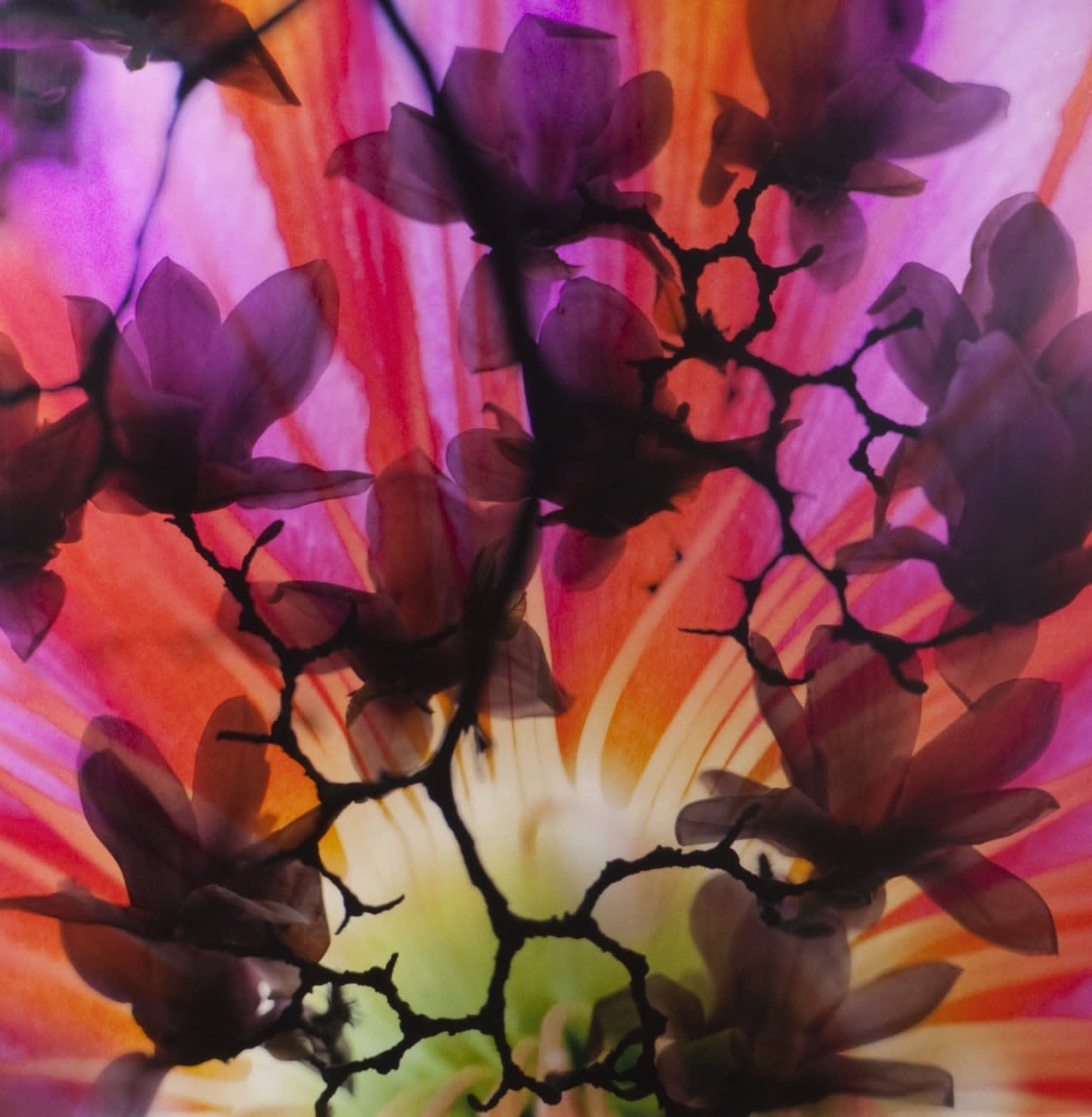 Lisa Eisner, Sunset Tulip, 2010