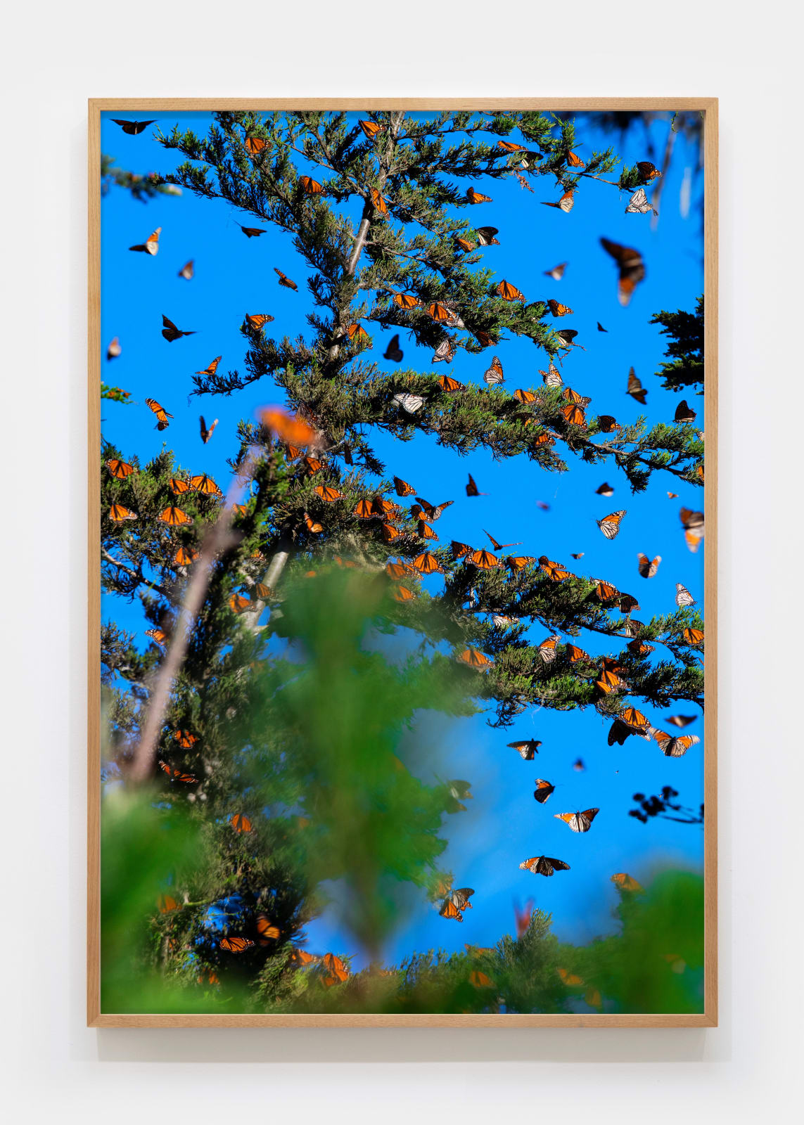 Matthew Porter, Last Butterflies IV, 2025