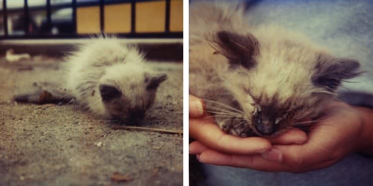 Mike Brodie, Alley Cat // Denver, Colorado (diptych), 2005