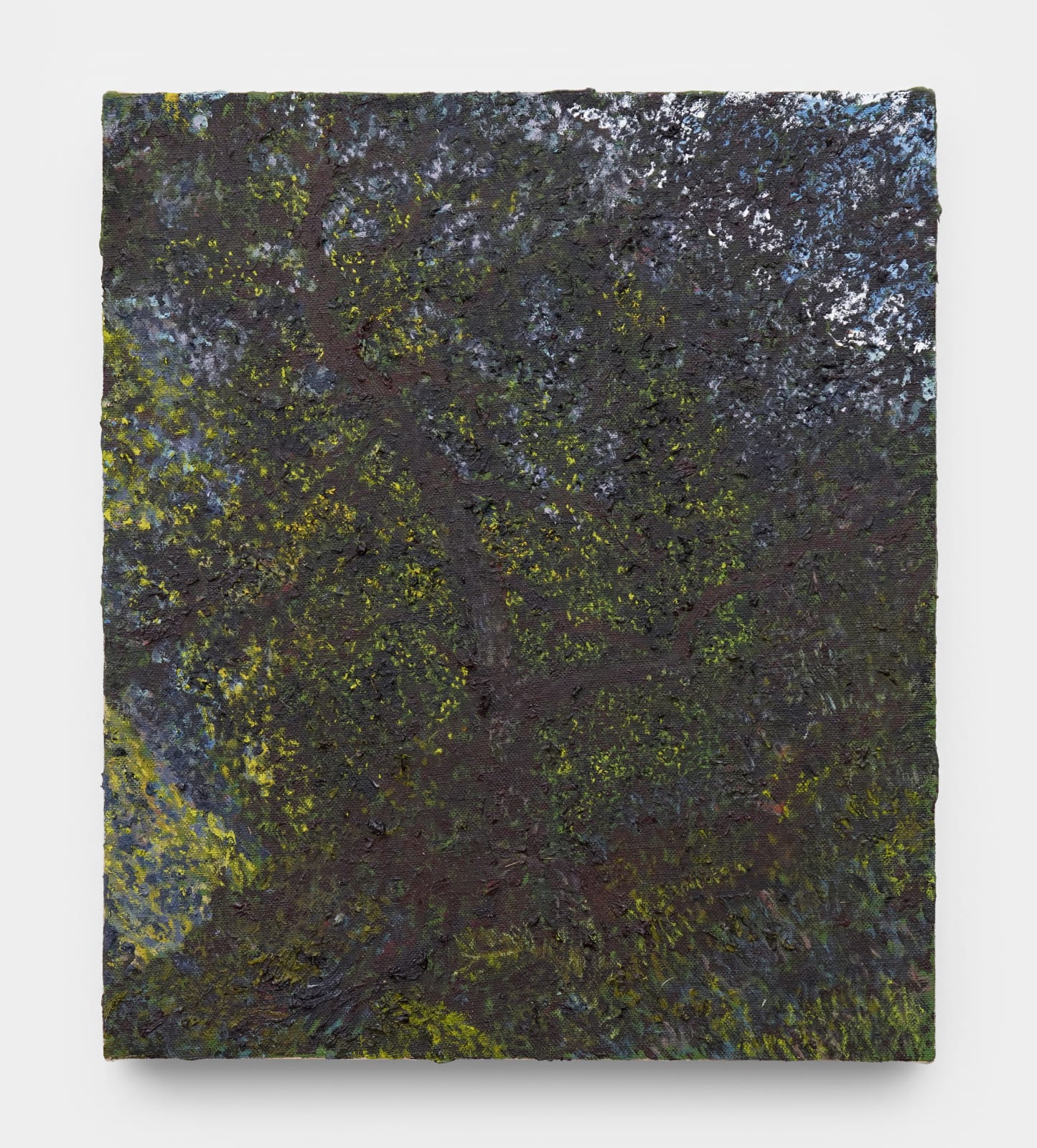 JP Munro, Mountain Oak, 2024