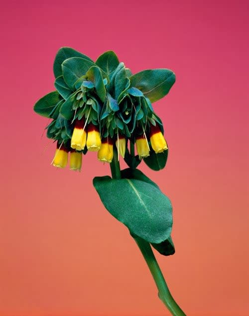 Erwan Frotin, Cerinthe major, 2007