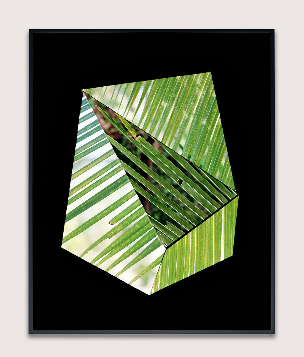 Hannah Whitaker, Frond Screen (Positive), 2015