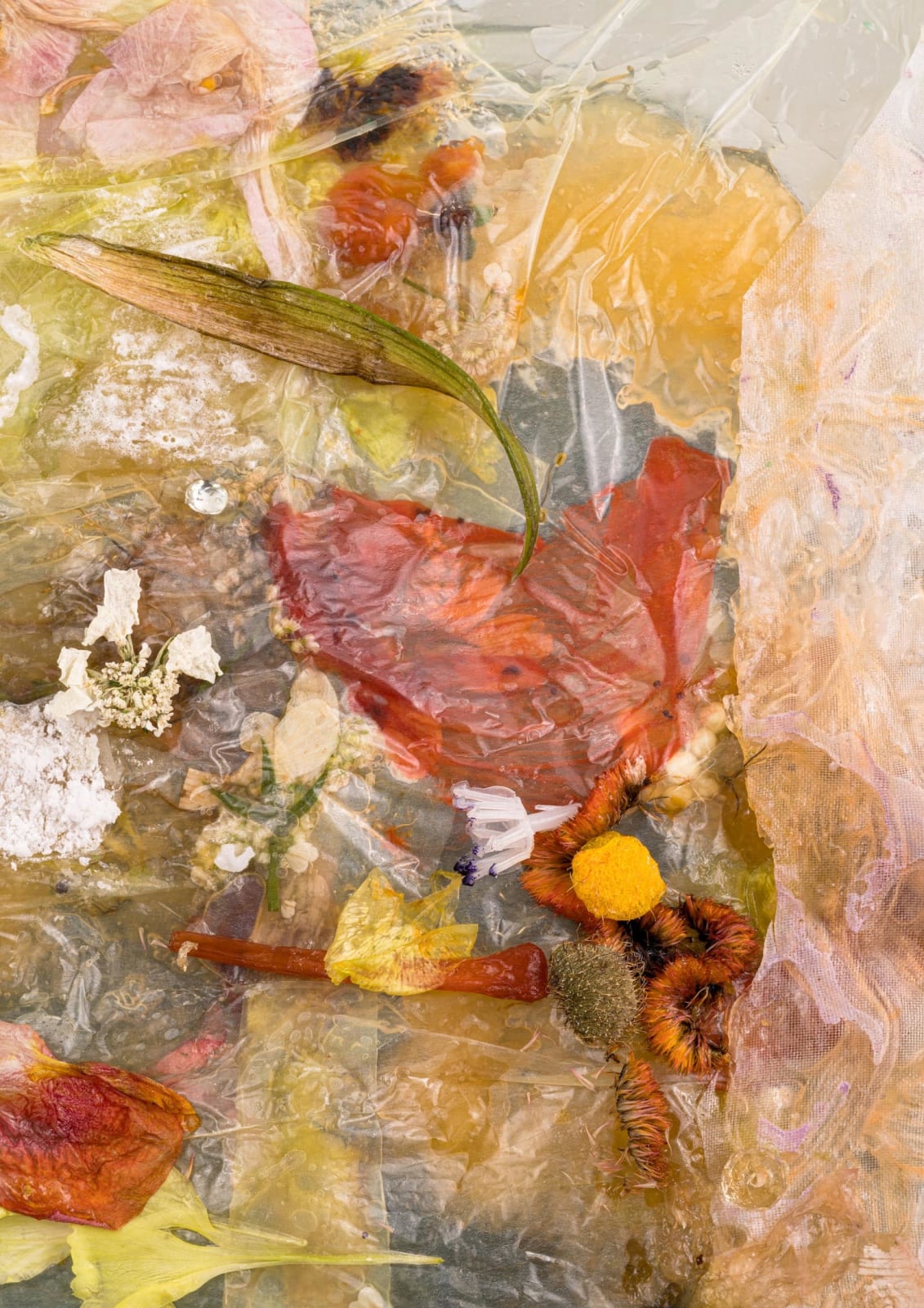 Michelle Bui, Dried orchid, peach flesh, (...), 2023