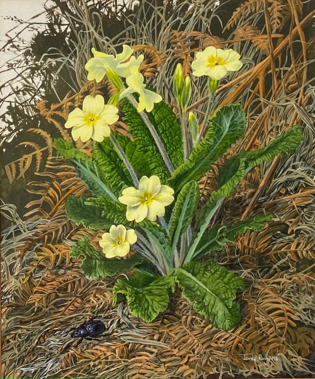 James Renny, Primroses