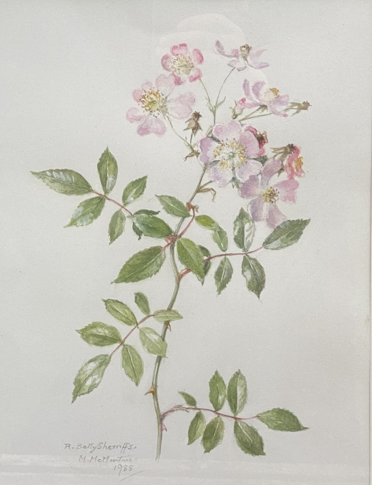 Mary McMurtrie, Rosa Betty Sherriff Bhutan Species