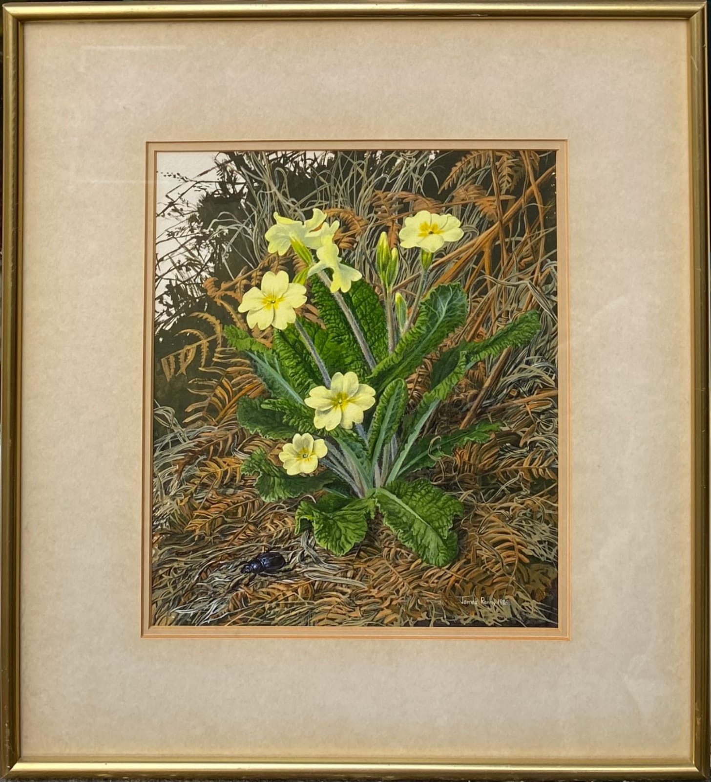 James Renny, Primroses