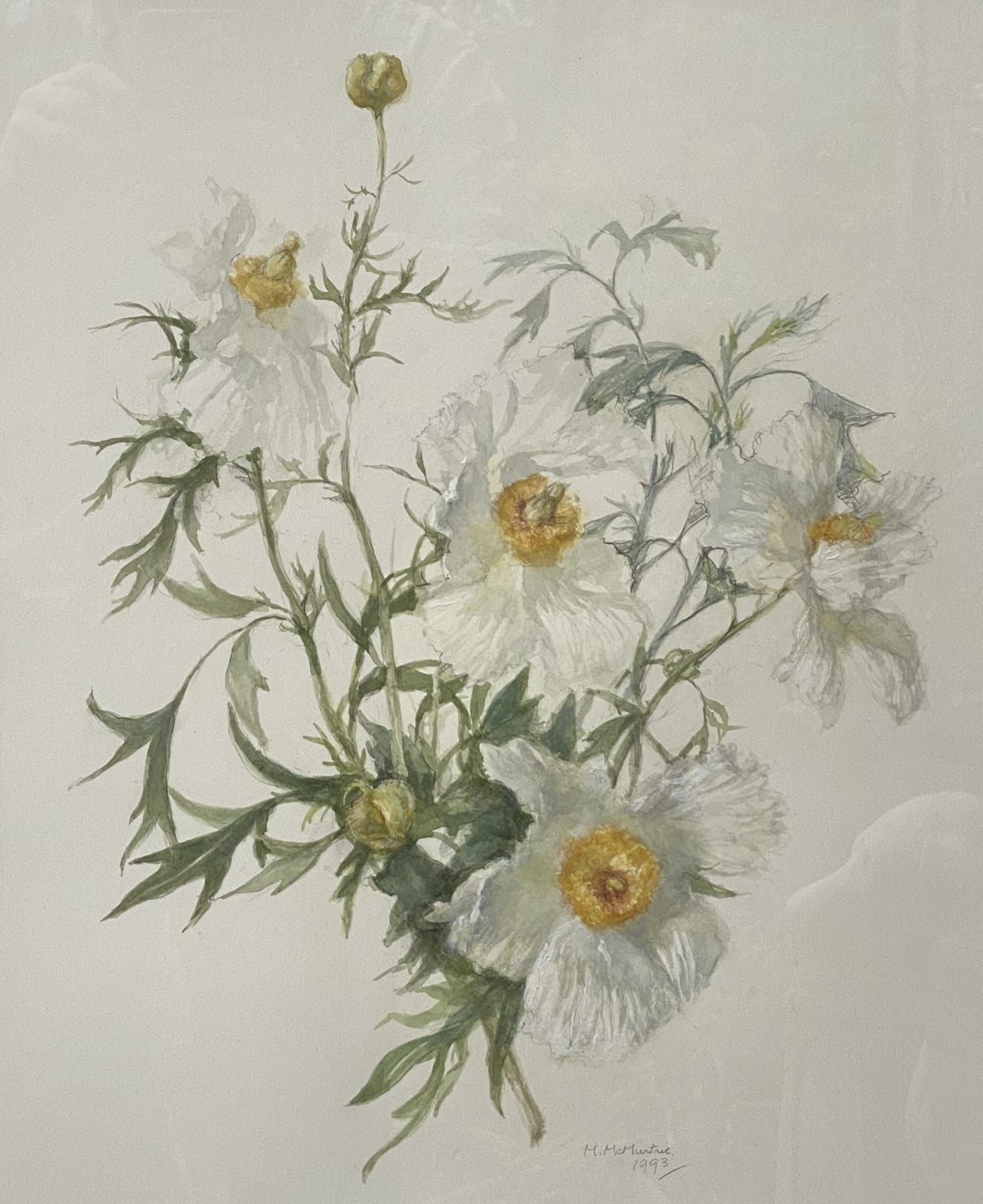 Mary McMurtrie, Californian White Poppy