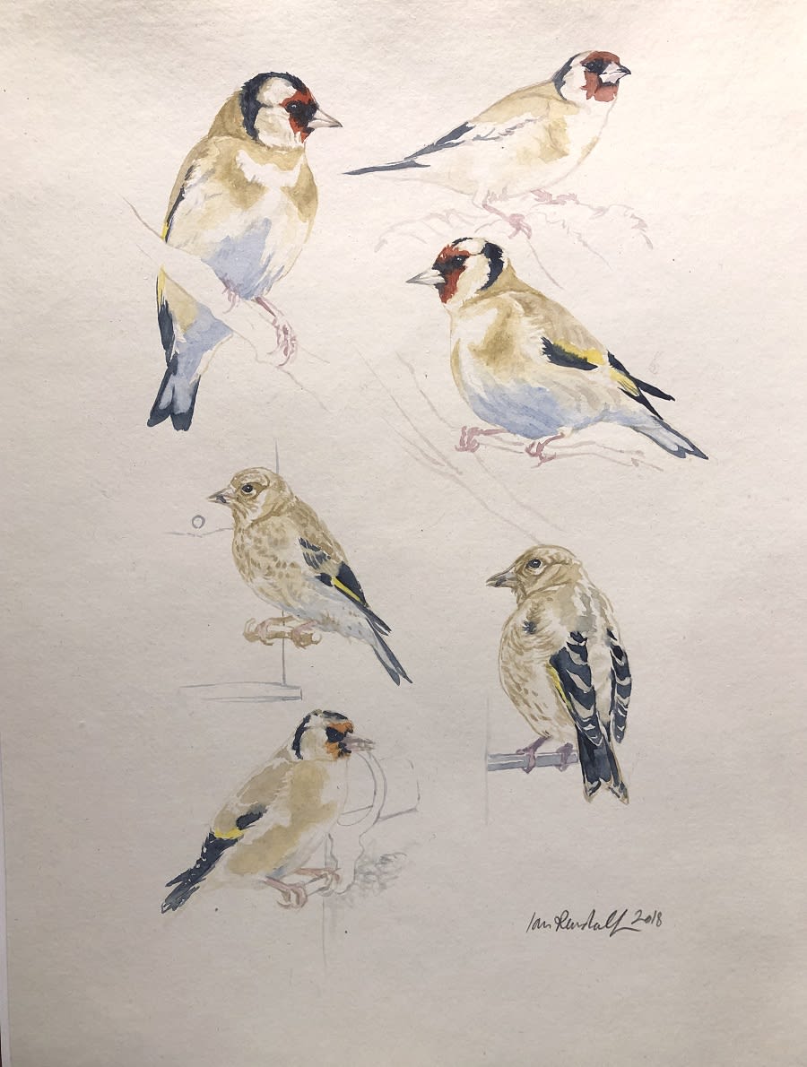 Ian Rendall, Goldfinch Studies