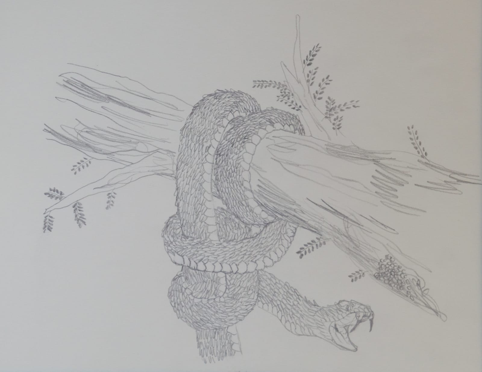 Ben Siekierski, Coiled, 2024