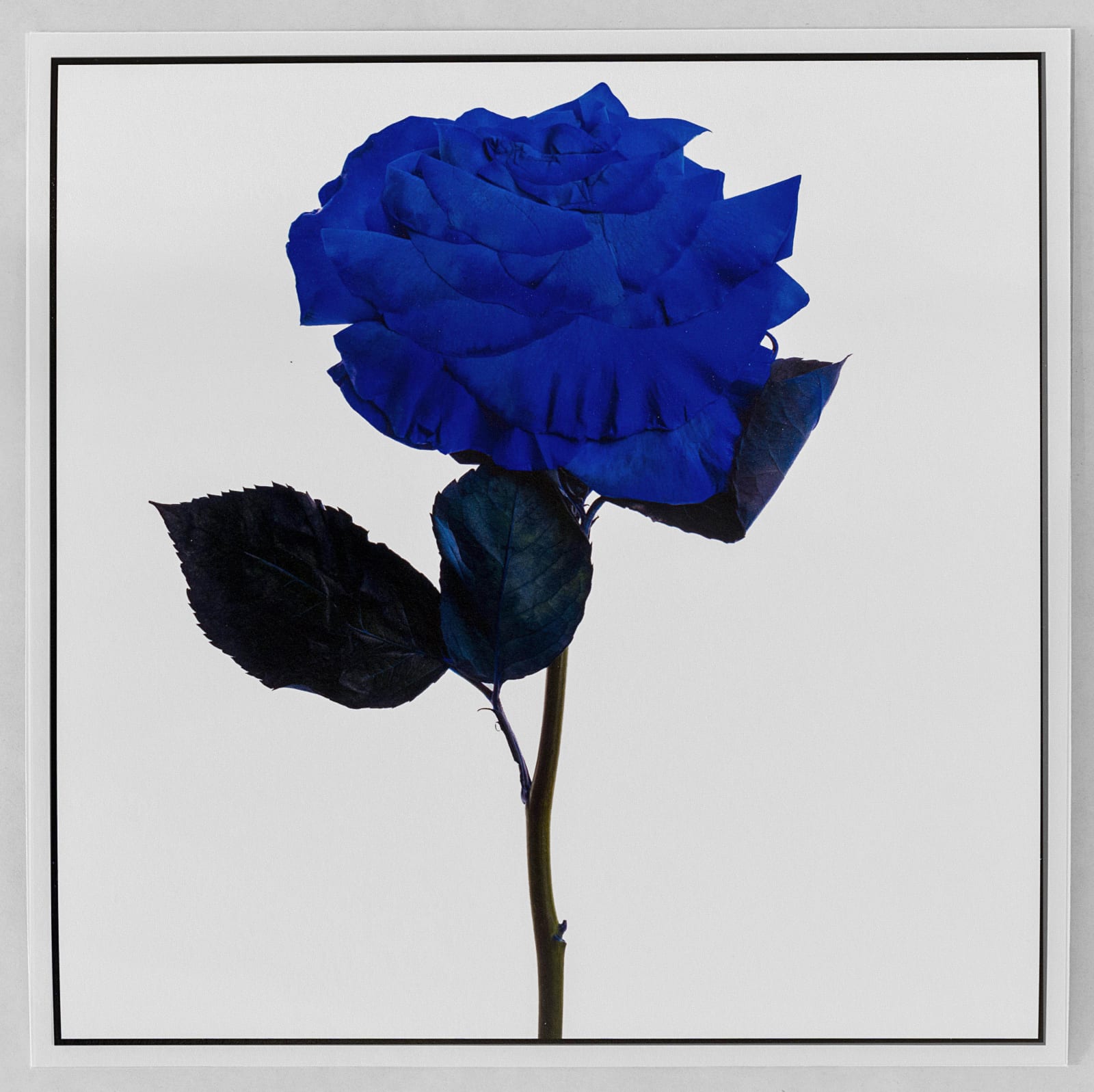 Inez & Vinoodh, Blue Rose, 2023
