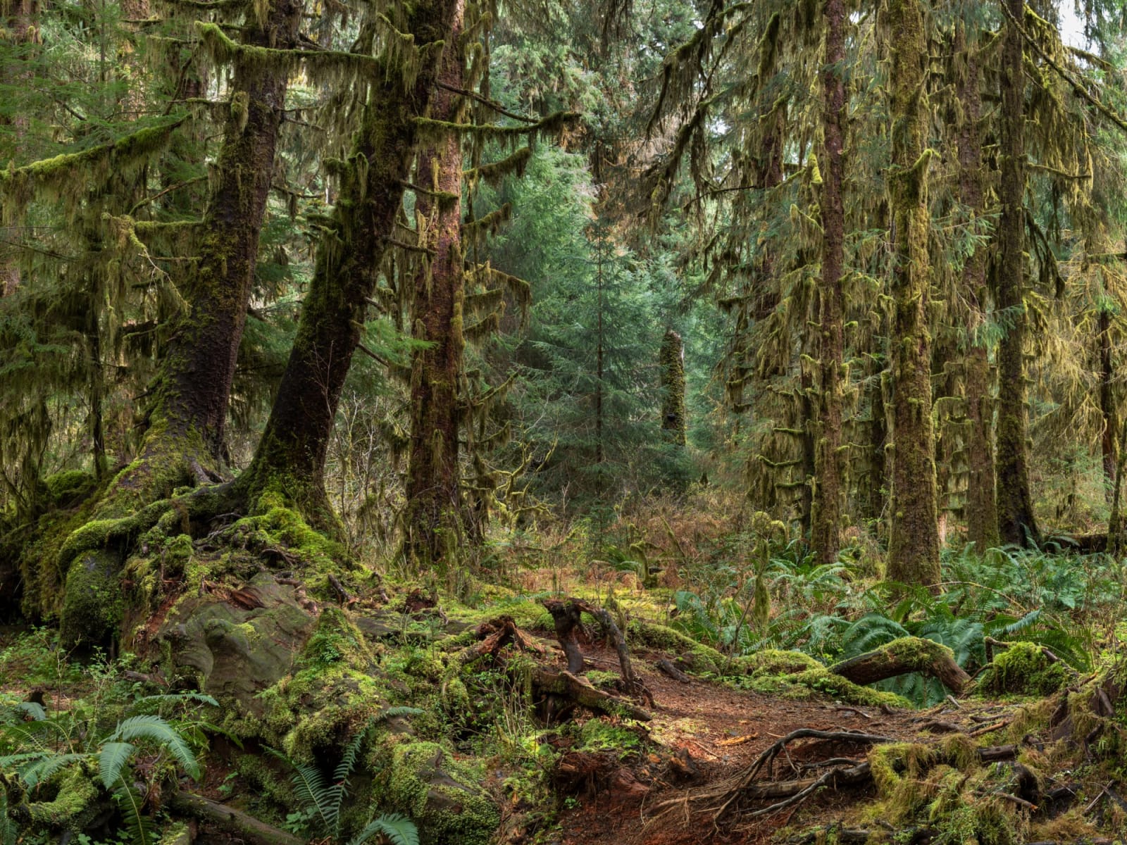Edward Burtynsky, Rainforest #3, Olympic National Park, Washington, USA, 2024