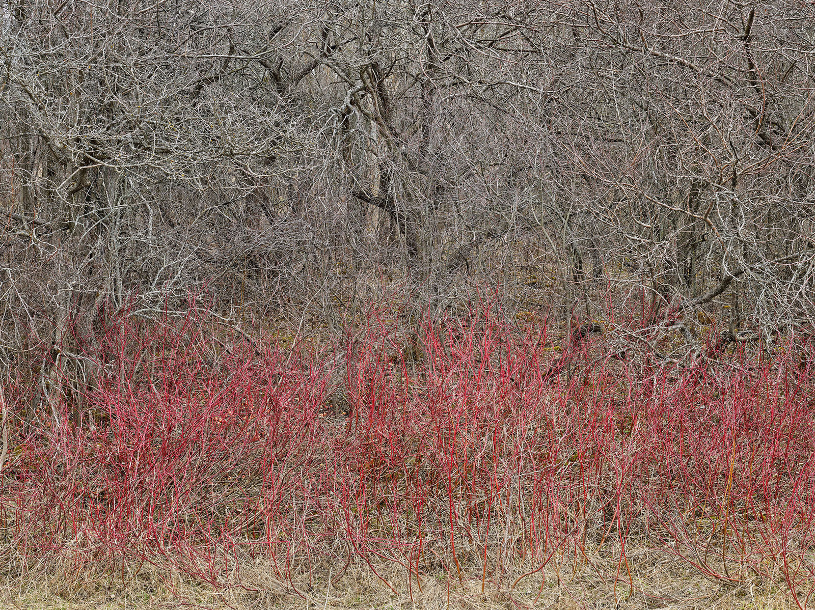 Edward Burtynsky, Natural Order #18, Grey County, Ontario, Canada, Spring, 2020