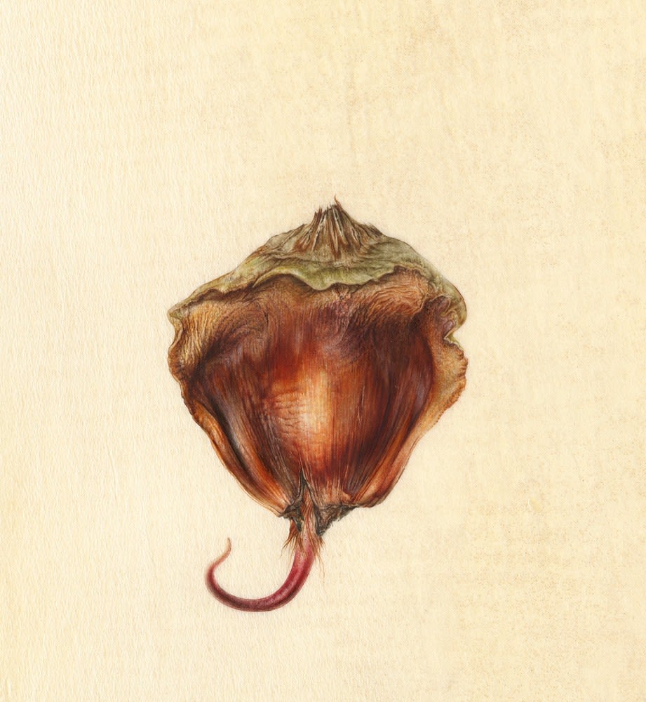 Mali Moir, Bunya Bunya Radicle, 2014