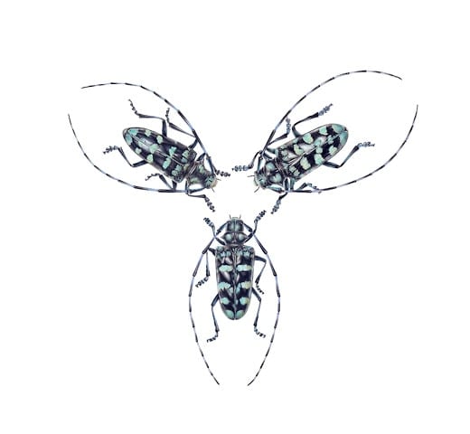 Mali Moir, Formation 3