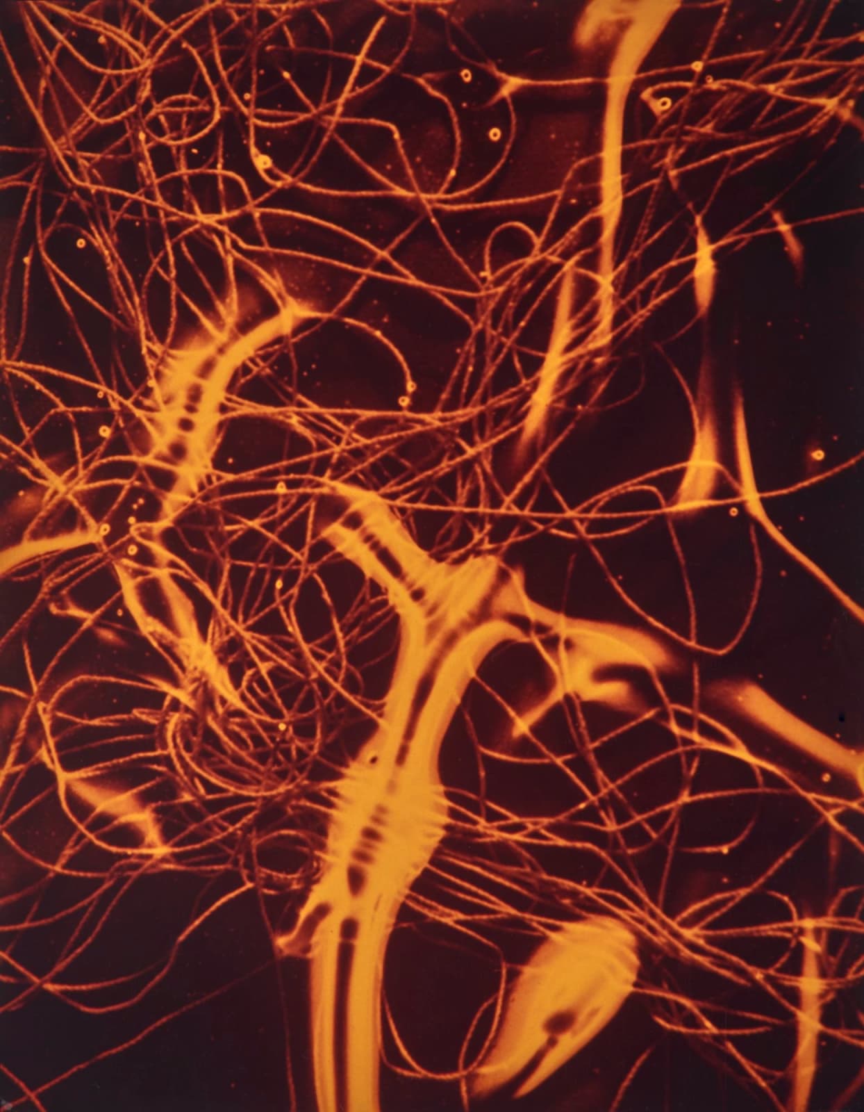 Jimmy DeSana, String VII, 1987