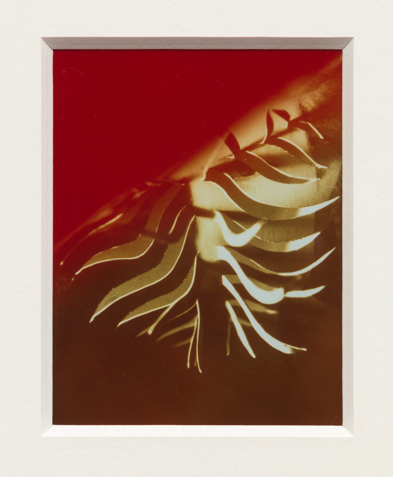 Jimmy DeSana, Untitled, 1985