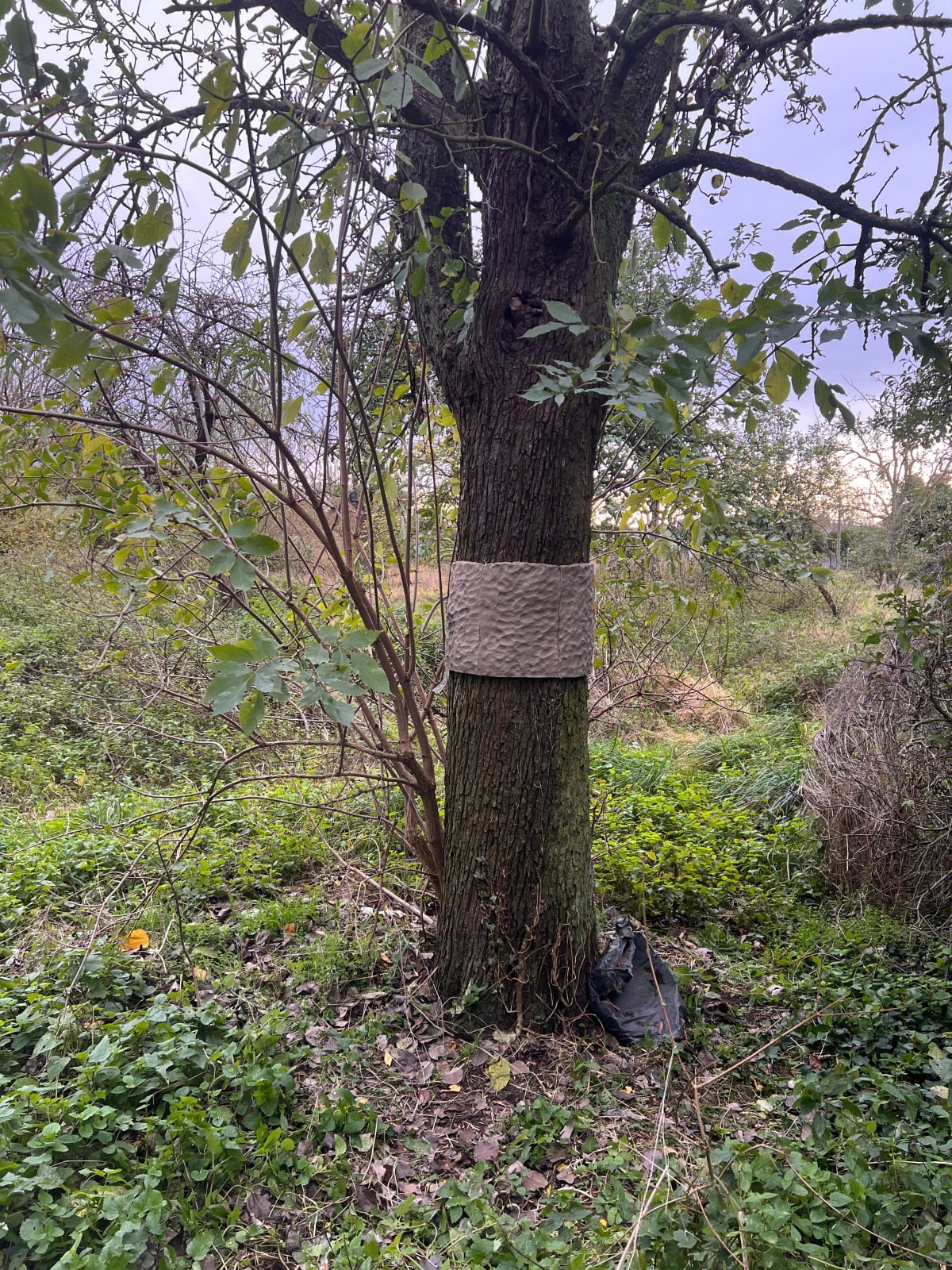 Silke Schatz, Pyrus VIII, 08.11.2023, 2024