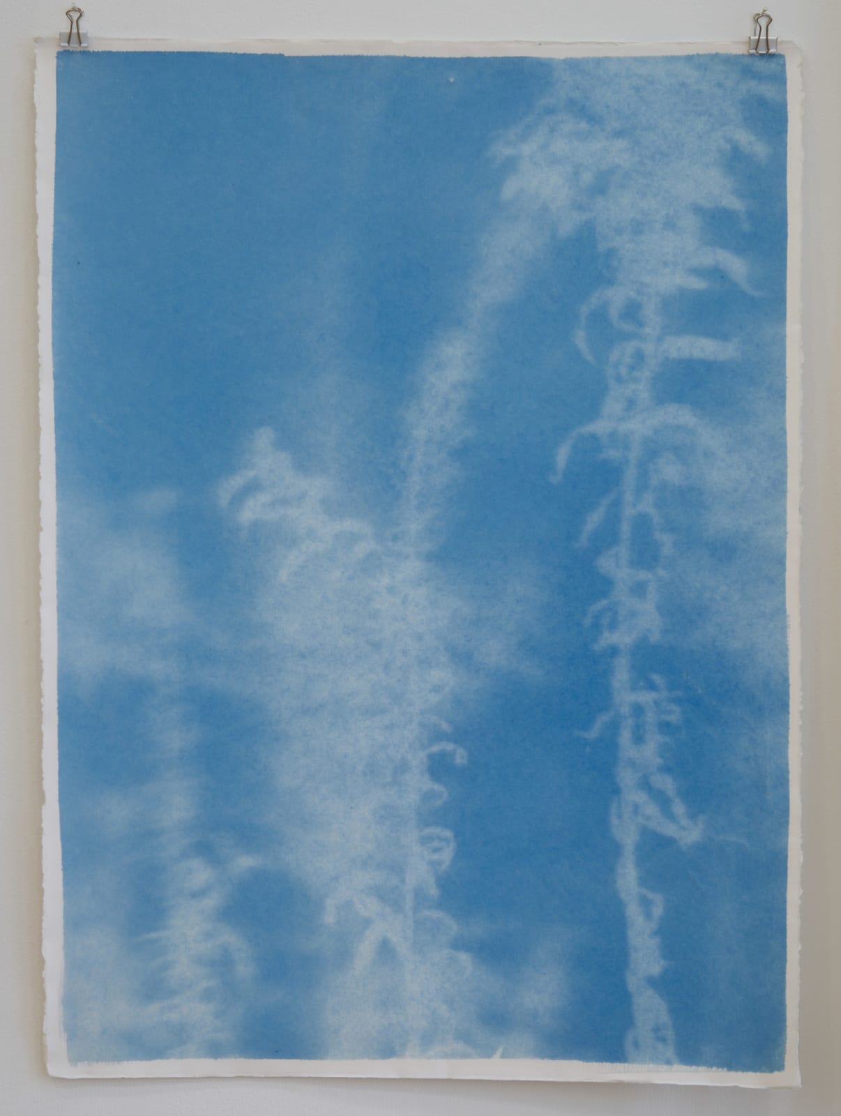 Silke Schatz, Solidago gigante, 2021