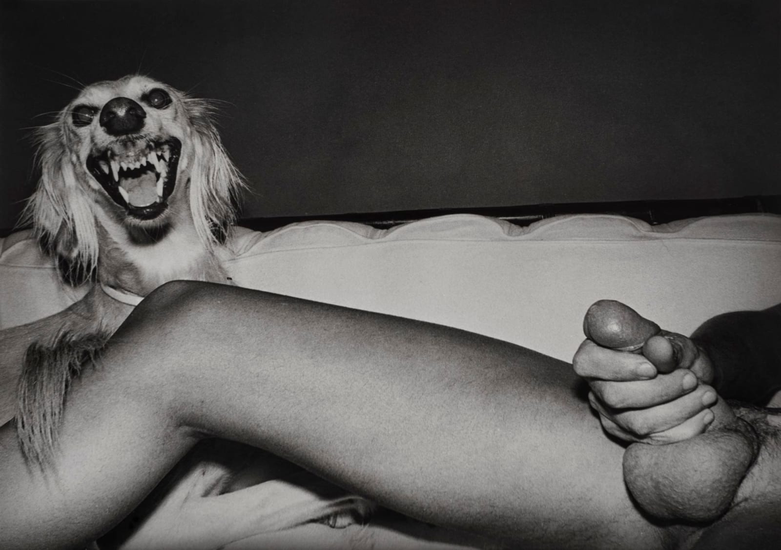 Jimmy DeSana, Dog, 1977-78