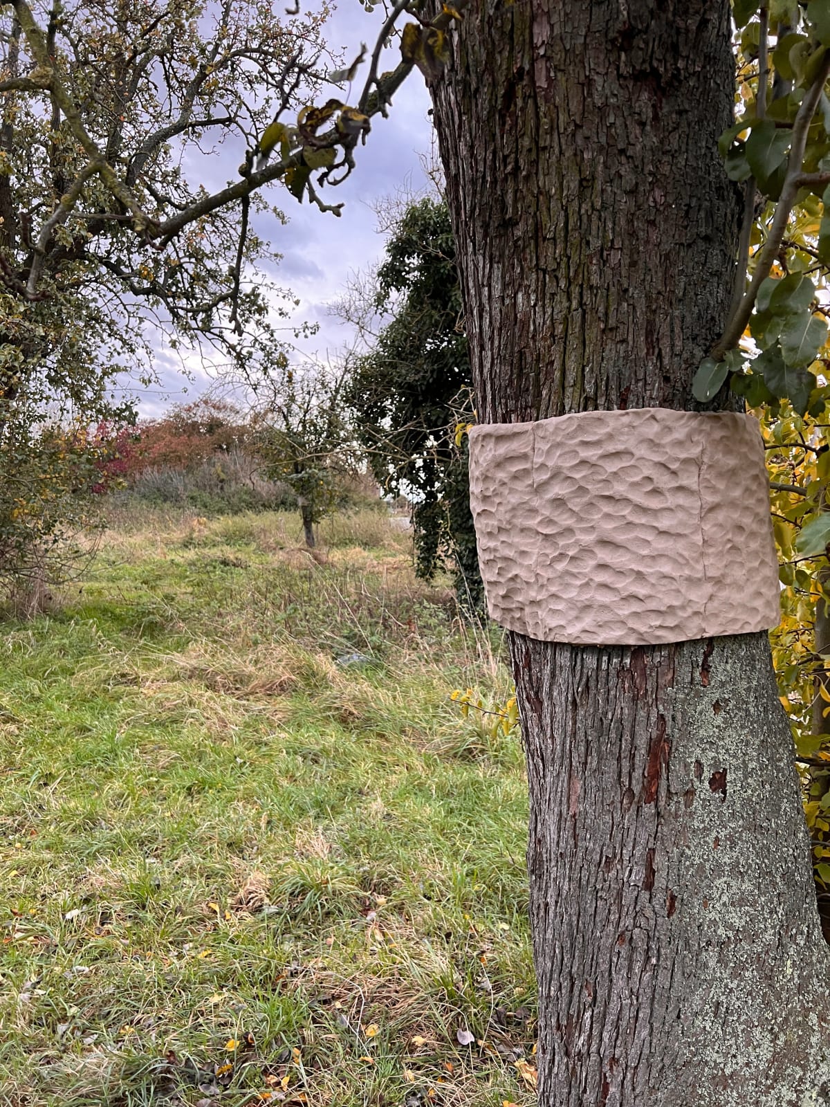 Silke Schatz, Pyrus II, 28.11.2023, 2024